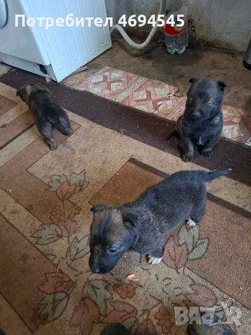 бебета Малиноа Белгийска овчарка, снимка 2 - Немска овчарка - 52921397