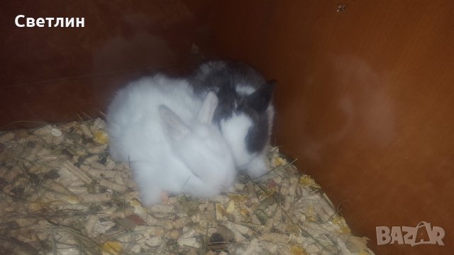 Малки декоративни зайчета, снимка 11 - Декоративни зайчета - 28688866