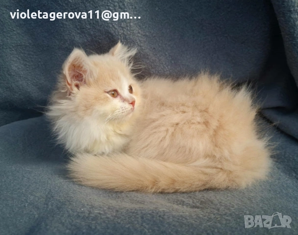 британски котки