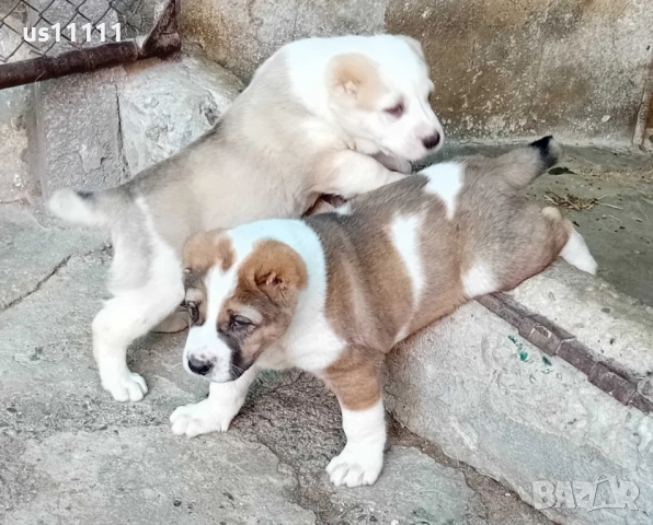  Алабай за разплод , снимка 7 - Средноазиатска овчарка - 52428002