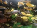 Продавам аквариуми риби аксесоари, снимка 12