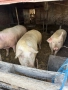 Домашни прасета, снимка 2