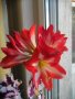 Луковици Амарилис, снимка 3