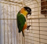 Папагал кайка/чернотеменен амазонек , снимка 3