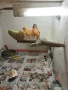 Продавам канари, снимка 3