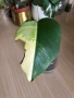 Monstera Marmorata Tricolor , снимка 3