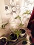 Индрише, лезетра разсад и големи растения, снимка 8