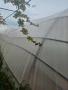 Продавам оранжерия , снимка 8