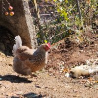 Сребърни и червени катунски пилета, снимка 9 - Кокошки и пуйки - 41455038