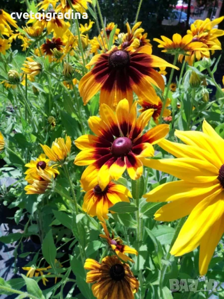 Rudbeckia hirta Autumn Forest (Рудбекия Есенна гора), снимка 1