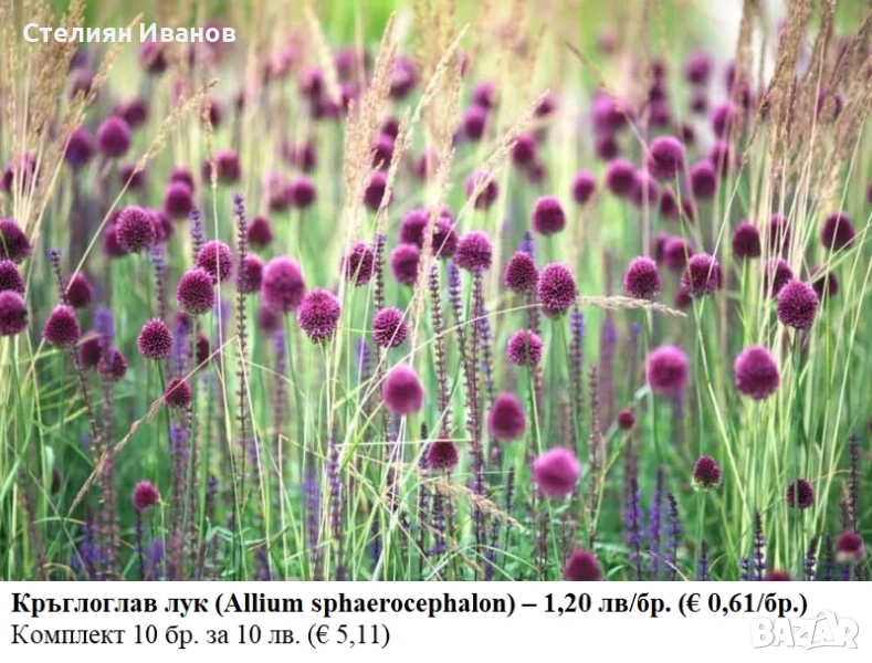 Кръглоглав лук (Allium sphaerocephalon) - луковици, снимка 1