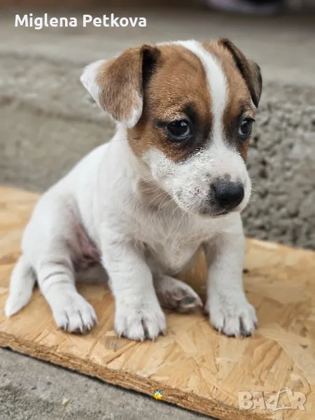 Продавам кученца порода Джак Ръсел териер, снимка 1