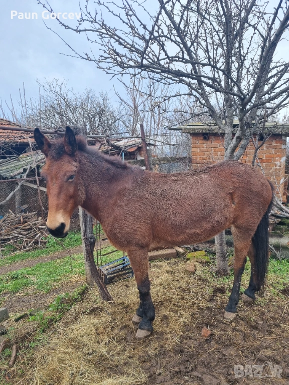 Продава се женски катър, снимка 1