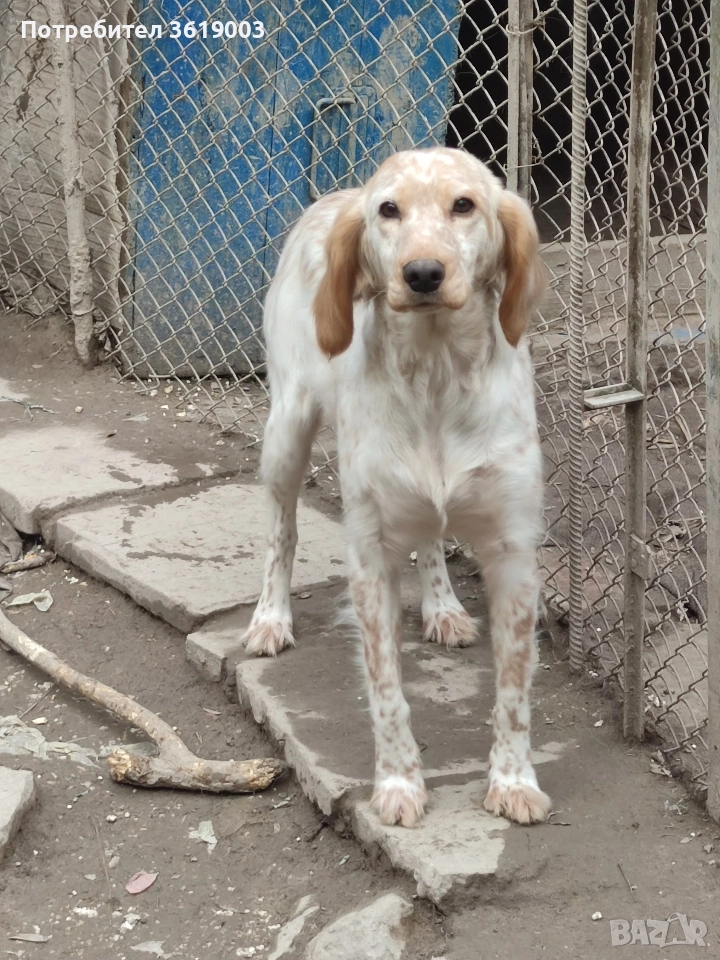 Английски сетер , снимка 1