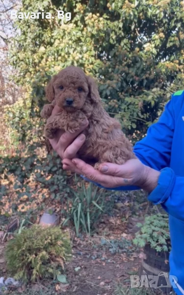 Пуделчета Той Доставка , снимка 1