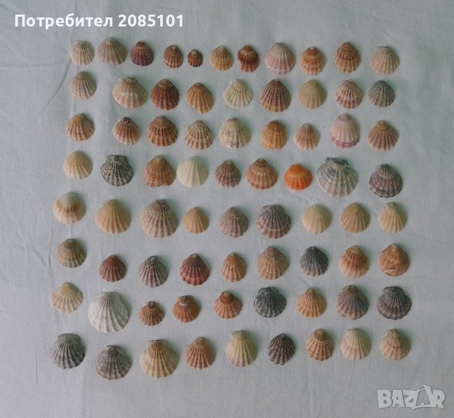 Морски миди перлички, снимка 1