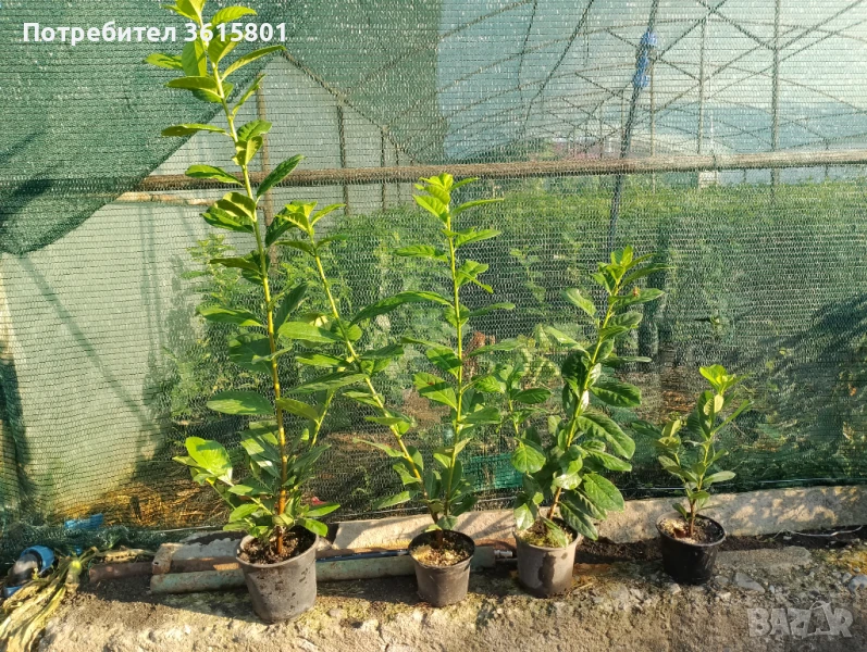 Лавровишна новита 4лв, снимка 1