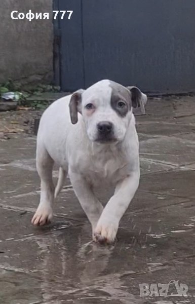 свободна мъжко, снимка 1