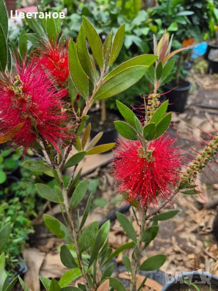 Калистемон, снимка 1