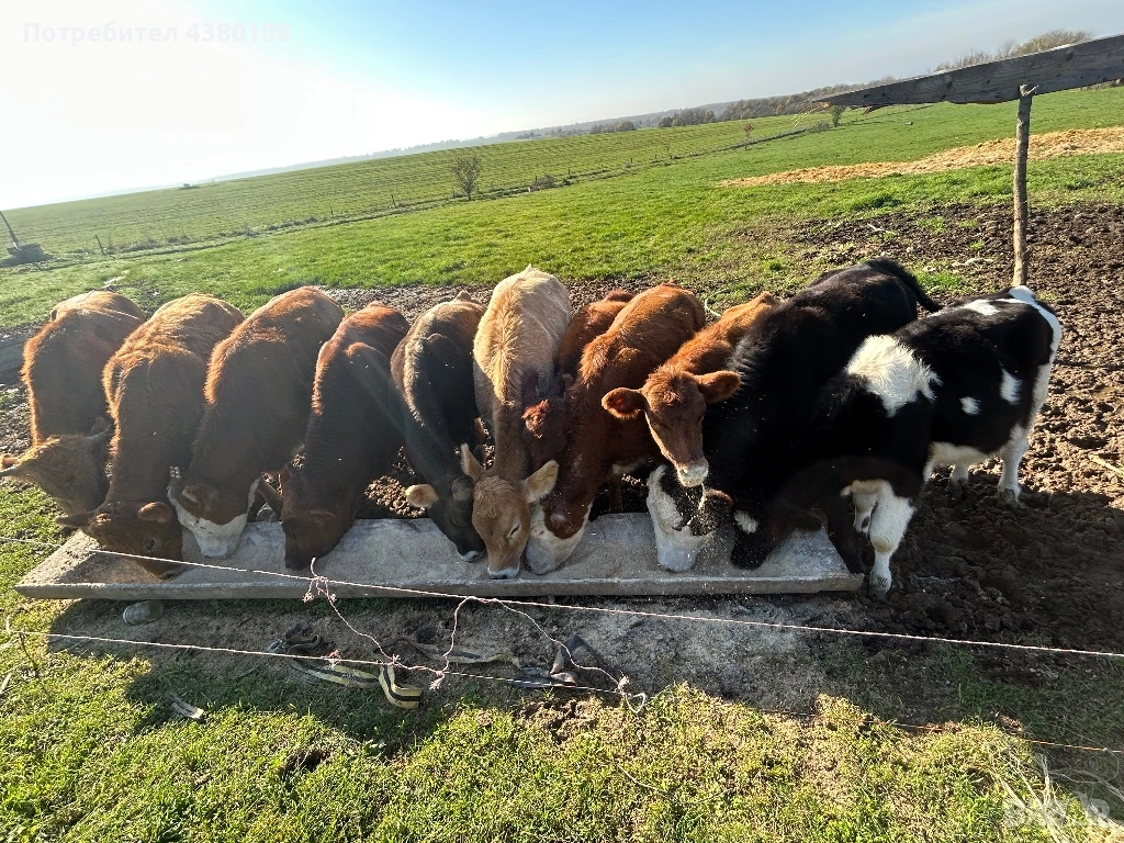 Свободни телета, снимка 1