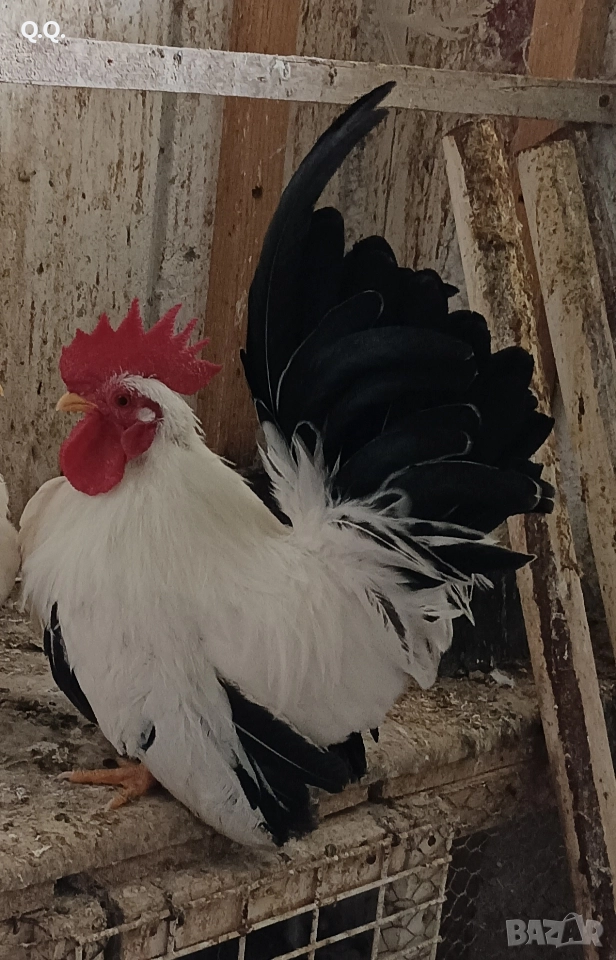 Младо Шабо, снимка 1