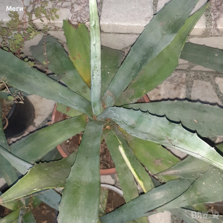 Алгаве,синьо,с лечебни свойства,донесено от Португалия, верее в BG .За Пловдив- лично предаване. , снимка 1