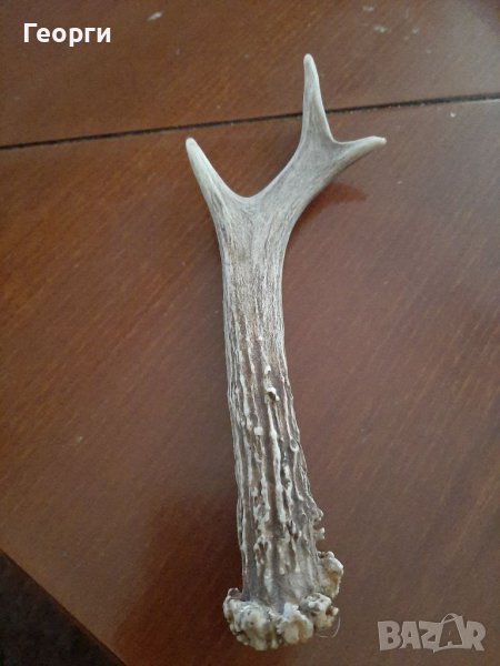 Рог от сръндак, снимка 1
