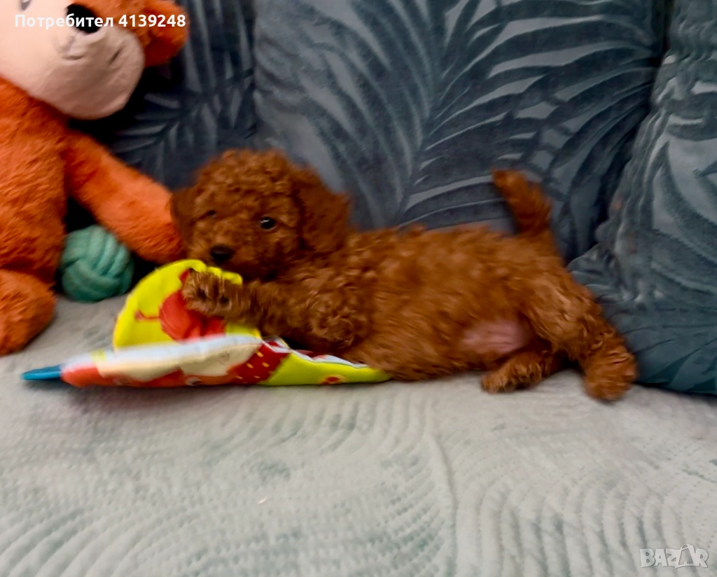 Чистокръвно женско мини пуделче, снимка 1