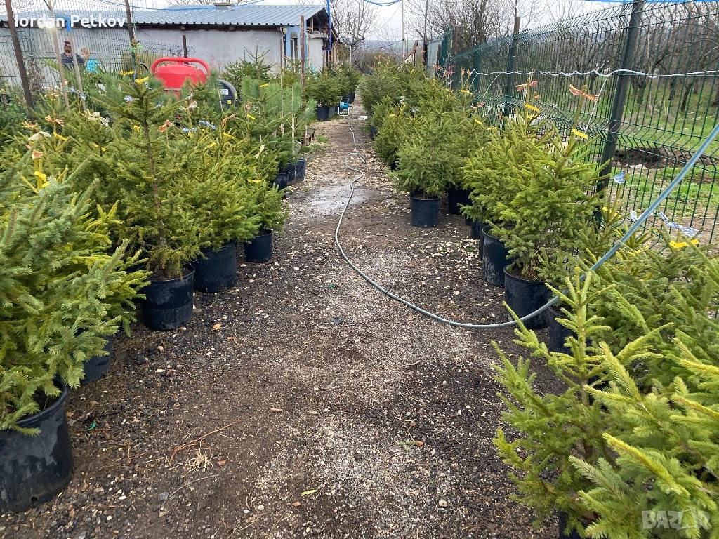 Смърч, Ела , Бор, снимка 1