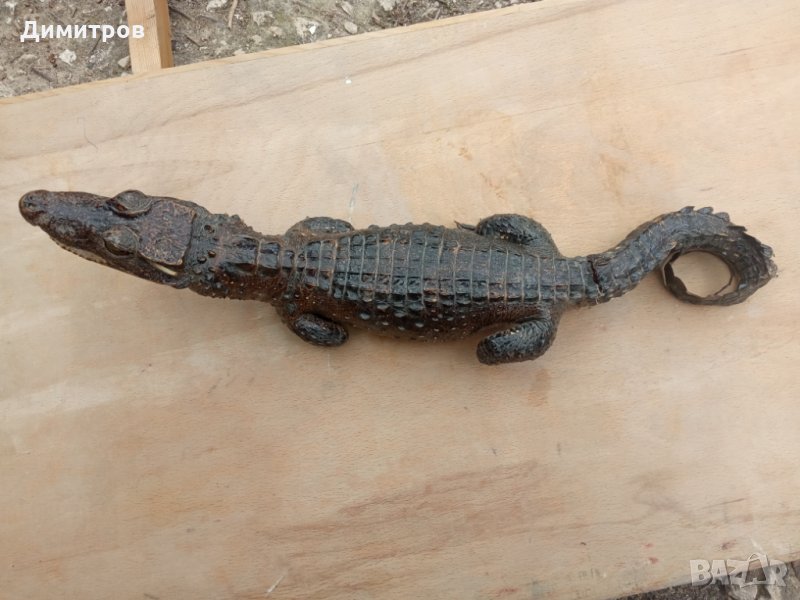Крокодил препариран, снимка 1