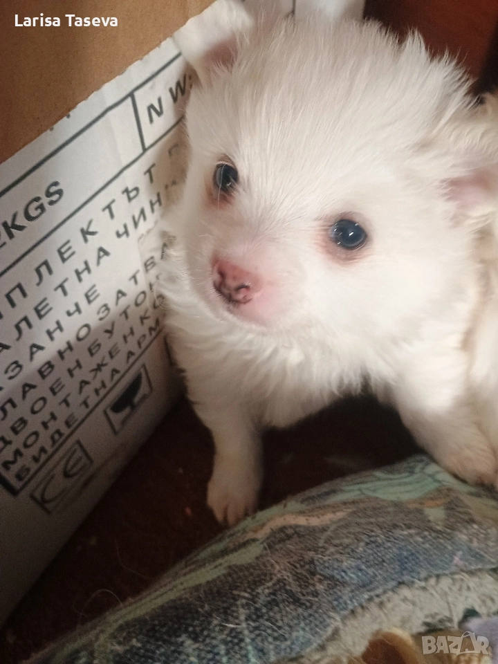 продавам малки померани, снимка 1