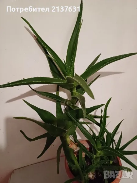 ГОЛЯМО АЛОЕ  - Височина 60 см, снимка 1