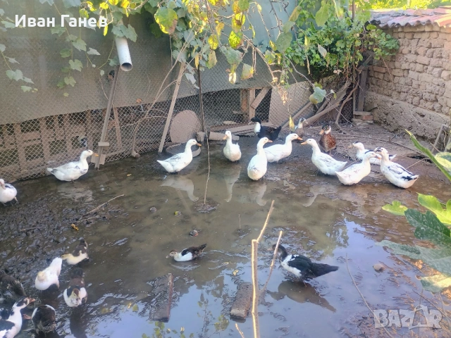 Продавам патици , снимка 3 - други­ - 53399443