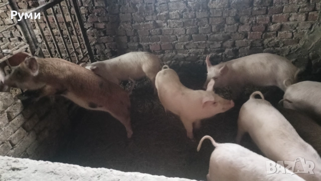 Продавам прасенца, снимка 5 - Прасета - 52857384
