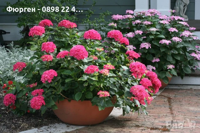 Хортензия Принцеса Даяна - Hydrangea princess Diana, снимка 3 - Разсади - 50962201