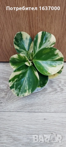 Пеперомия Marble