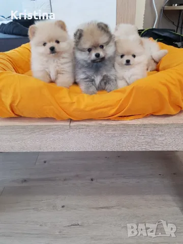 Померан померани померанчета Гр. София , снимка 7 - Померан - 49137702