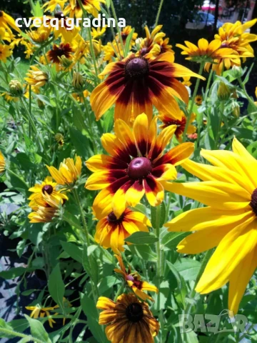 Rudbeckia hirta Autumn Forest (Рудбекия Есенна гора), снимка 1