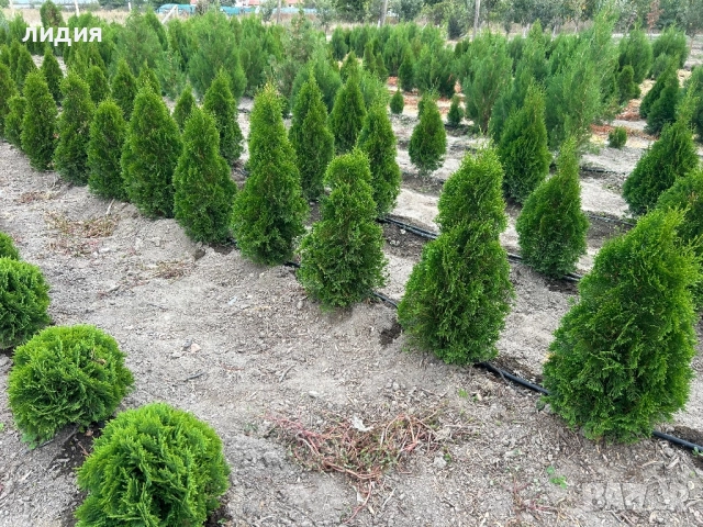 Западна туя Смарагд 