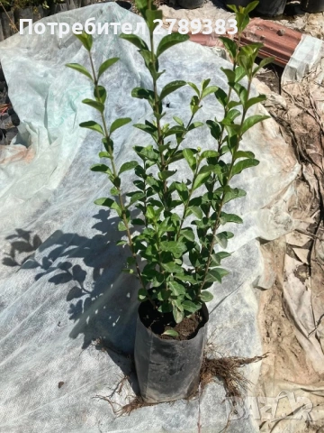 Лигуструм в контейнер, снимка 2 - Градински цветя и растения - 53053439