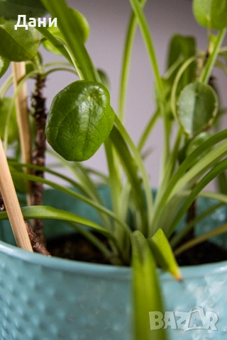 🌿 Китайска паричка (Pilea peperomioides) + Хлорофитум (Chlorophytum comosum) в едно 🌿, снимка 7 - Стайни растения - 52061152