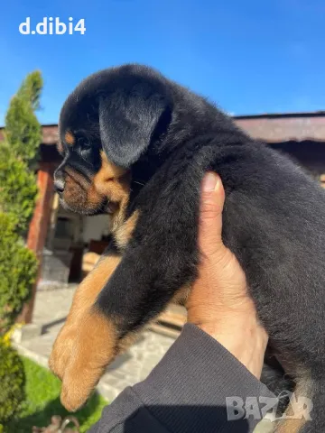 Ротвайлери , снимка 8 - Ротвайлер - 48605430