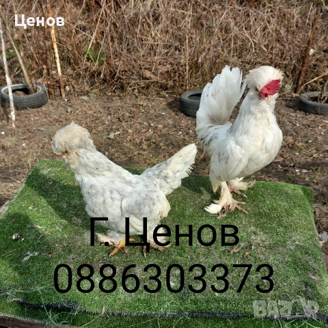 Чифтове струмски бантам, снимка 11 - други­ - 49315454