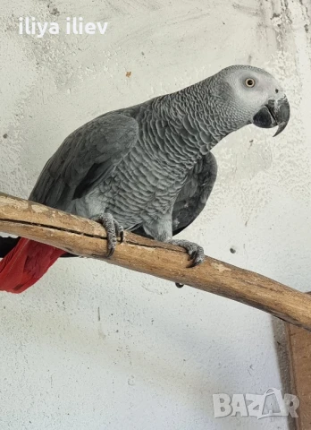полово зряло мъжко кралско Жако, снимка 2 - Папагали - 51060917