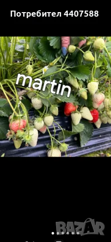 Разсад ягоди и малини , снимка 5 - Разсади - 49438431