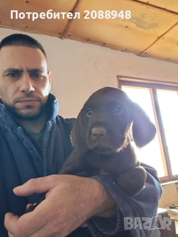 Женски дратхар, снимка 3 - Дратхаар - 52846305