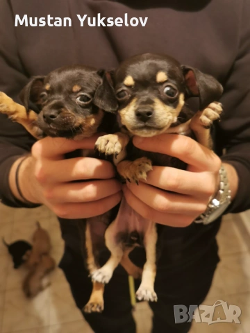 Pincer пинчерчета, снимка 2 - Пинчер - 53187873