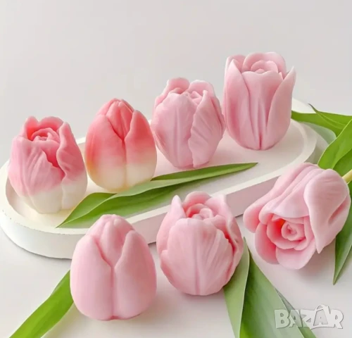 Молдове лалета 2 вида 