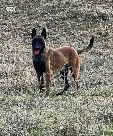 белгийска овчарка, снимка 2 - Белгийска овчарка - 53571687