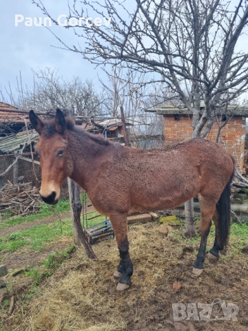 Продава се женски катър